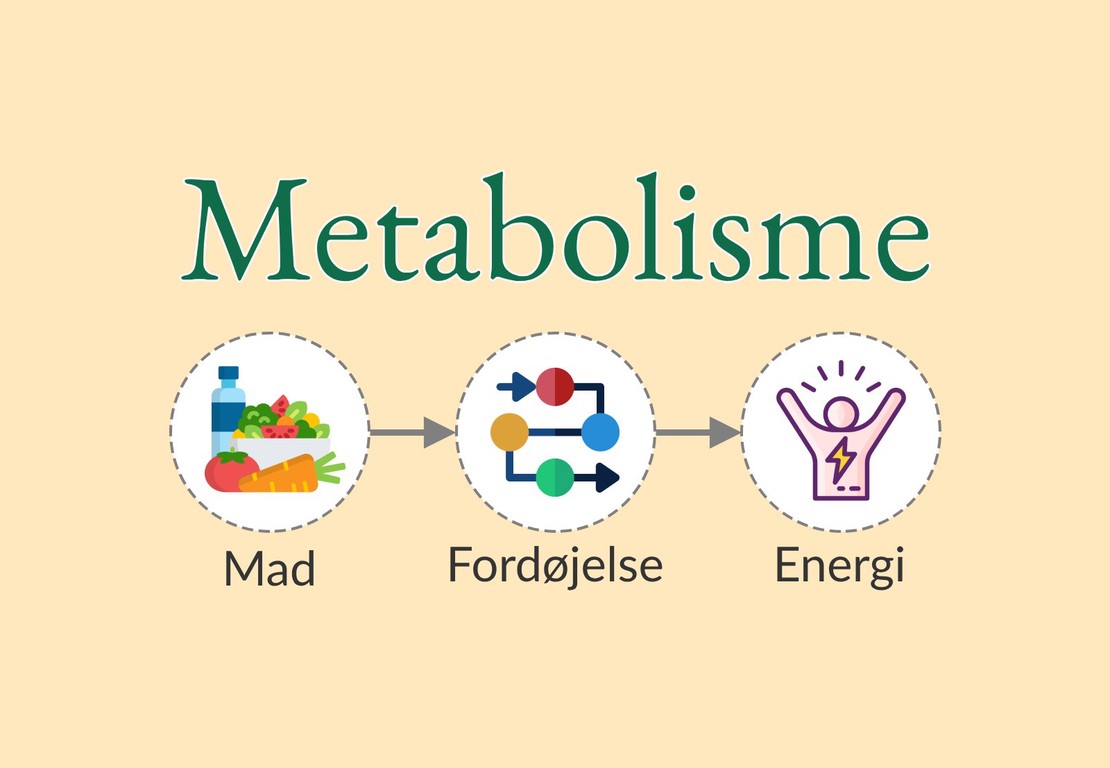 Metabolisme og vægttab: Forklaret enkelt