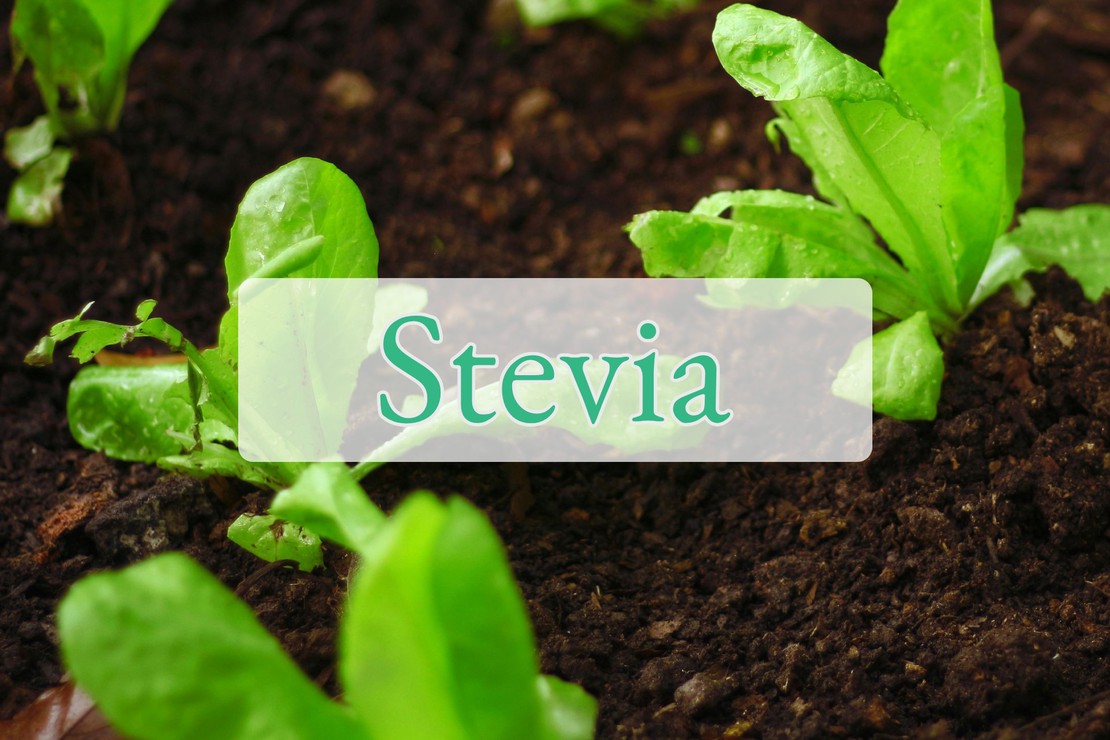 Stevia: Den naturlige sukkererstatning for effektivt vægttab